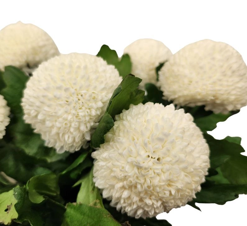 Chrysanthemum ping pong