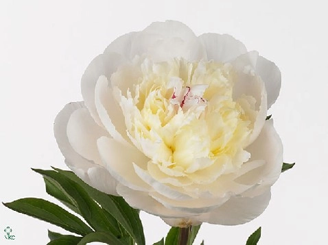 Paeonia white pool