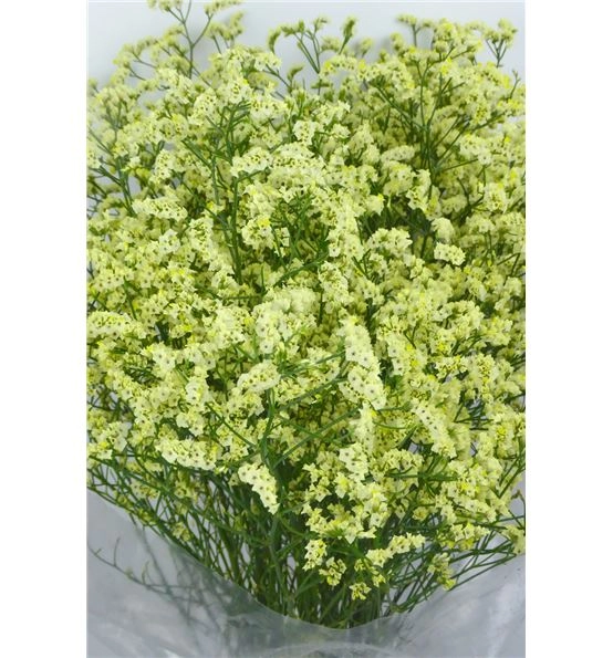 Limonium china summer