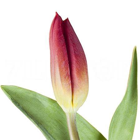 Tulip enkel strong fire | Wholesale flowers, plants and supplies Tulip enkel strong fire