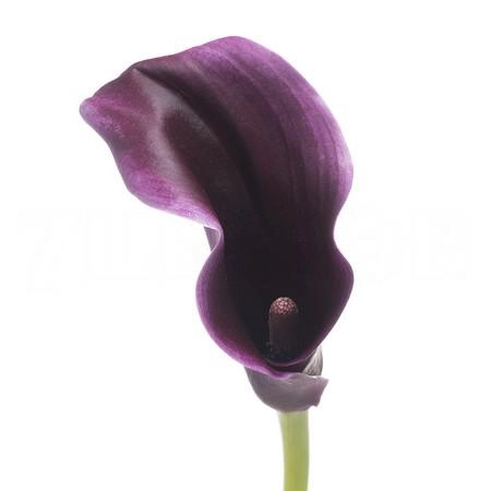 Zantedeschia purple moon