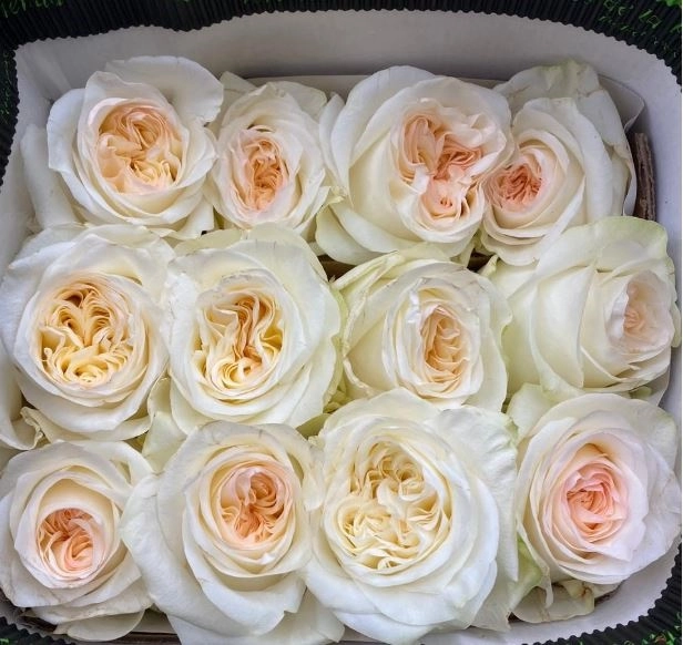 Rose candlelight | Wholesale flowers, plants and supplies Rose candlelight