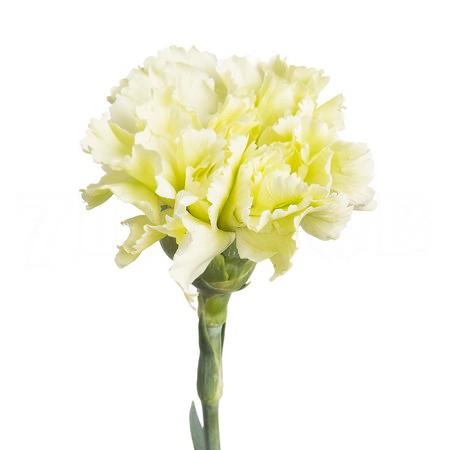 Carnation green | Wholesale flowers, plants and supplies Carnation green