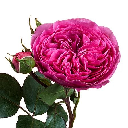 Rose baroness