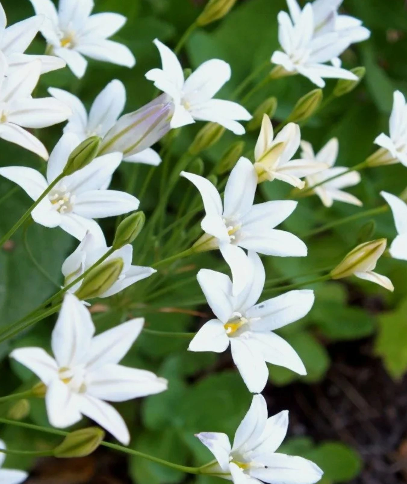 Triteleia silver queen