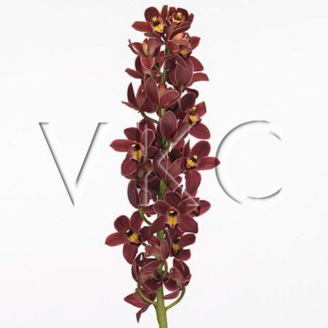 Cymbidium Mini ivy fung sultan | Wholesale flowers, plants and supplies Cymbidium Mini ivy fung sultan