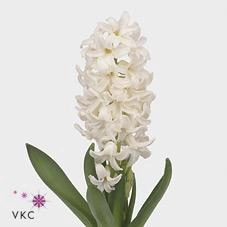 Hyacinthus polar giant