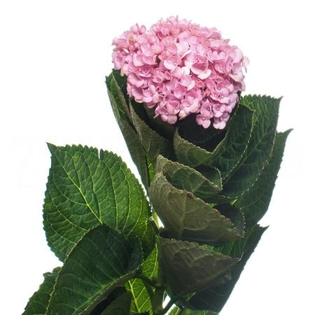 Hydrangea magical revolution pink
