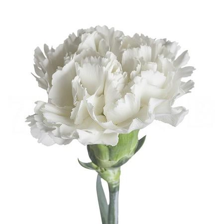 Carnation standard white 