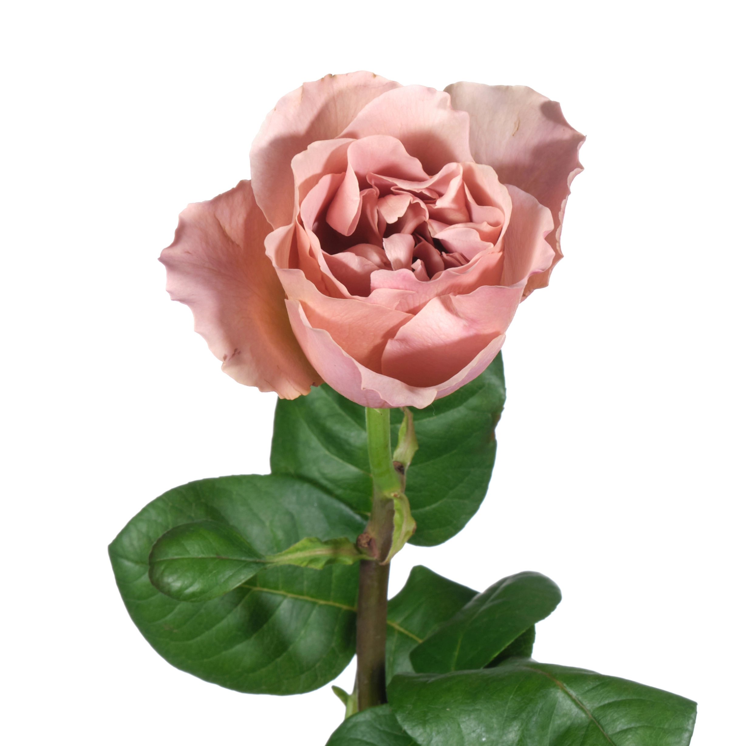 Rose cafe latte | Wholesale flowers, plants and supplies Rose cafe latte