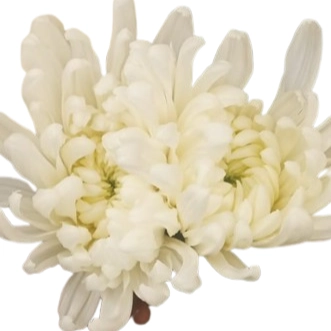 Chrysanthemum kolossus