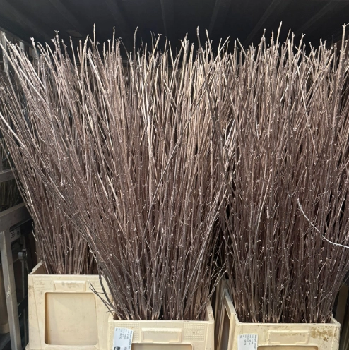 Cornus tinted champane | Wholesale flowers, plants and supplies Cornus tinted champane