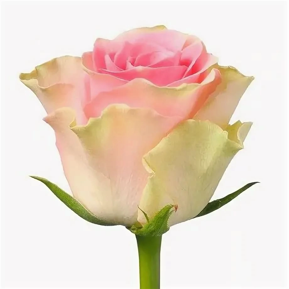 Rose top gear! | Wholesale flowers, plants and supplies Rose top gear!