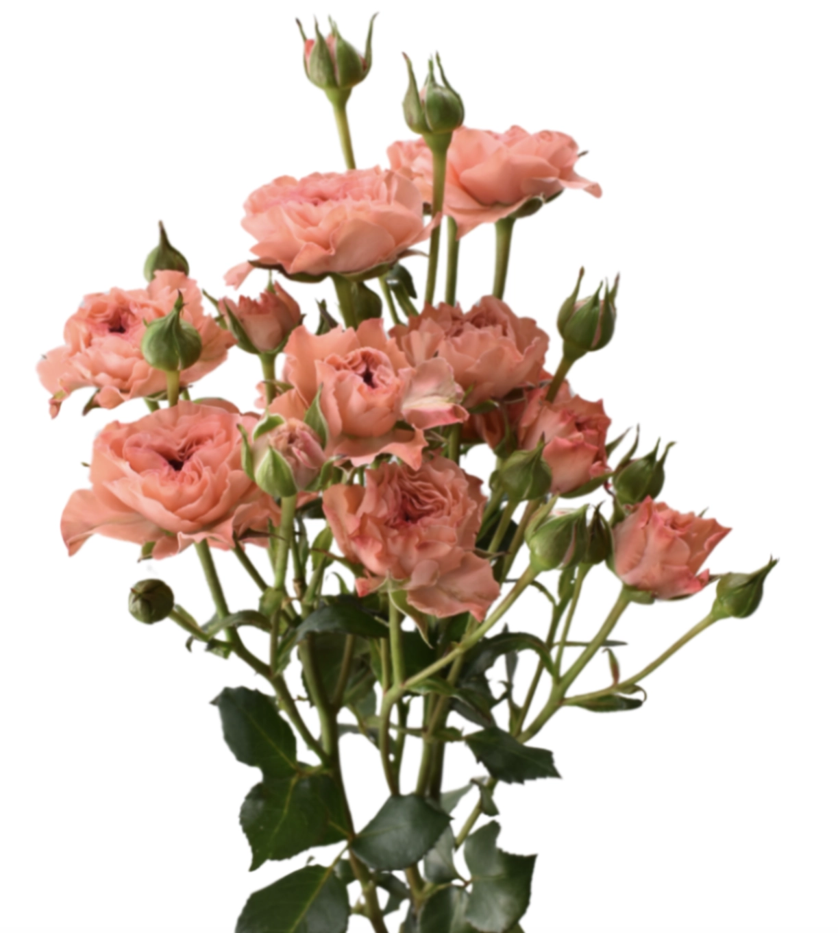 Rose spray be nice