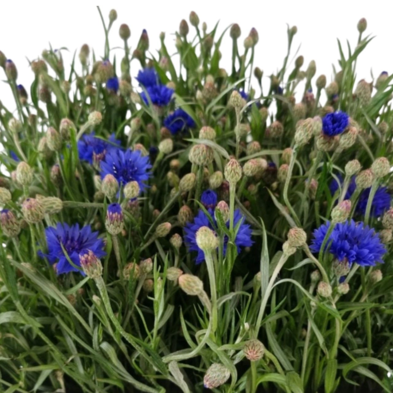 Centaurea cyanus