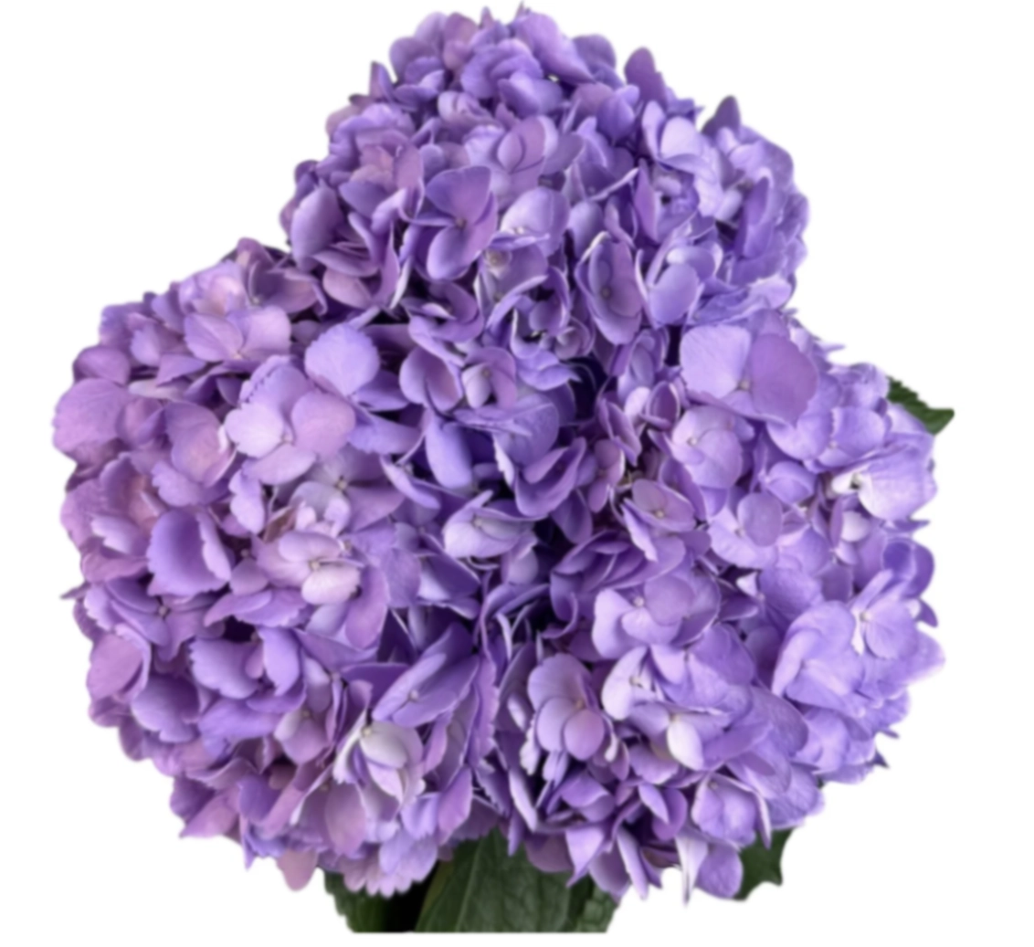 Hydrangea jumbo fresh lavender