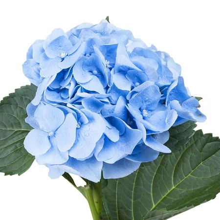 Hydrangea margarita blue