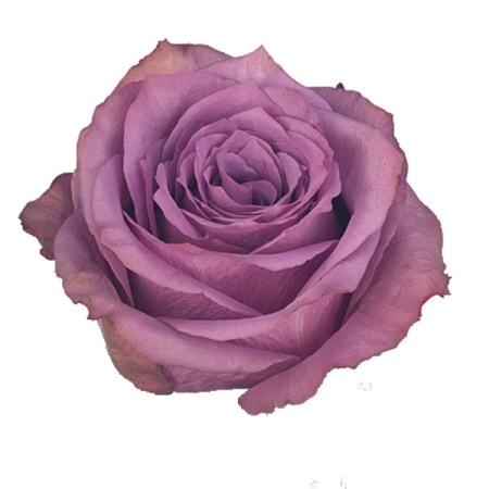 Rose new orleans