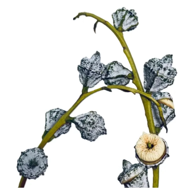 Blad Eucalyptus special