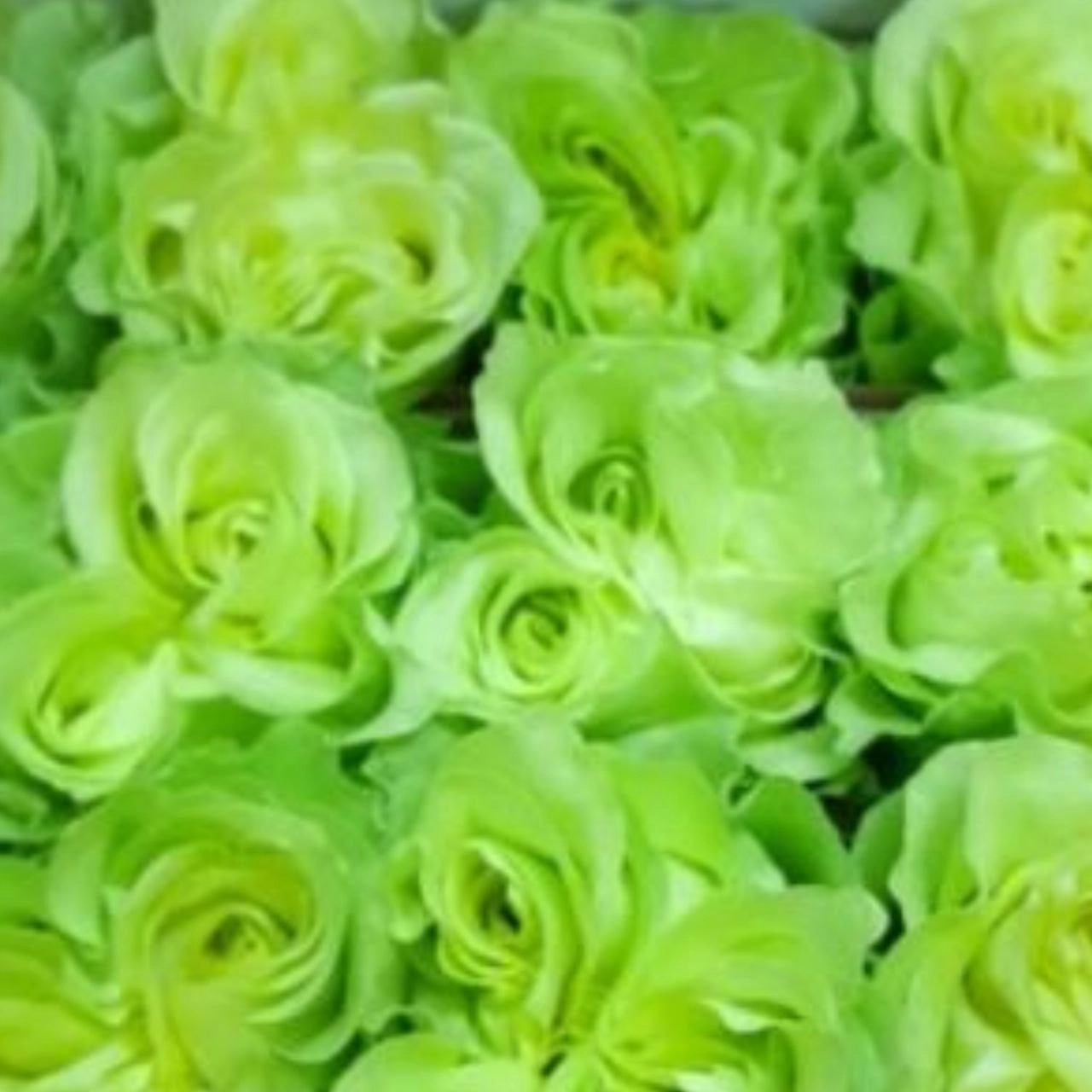 Rose lime xpression black