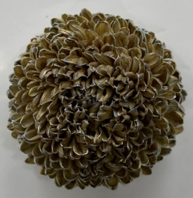 Chrysanthemum tinted olive drab