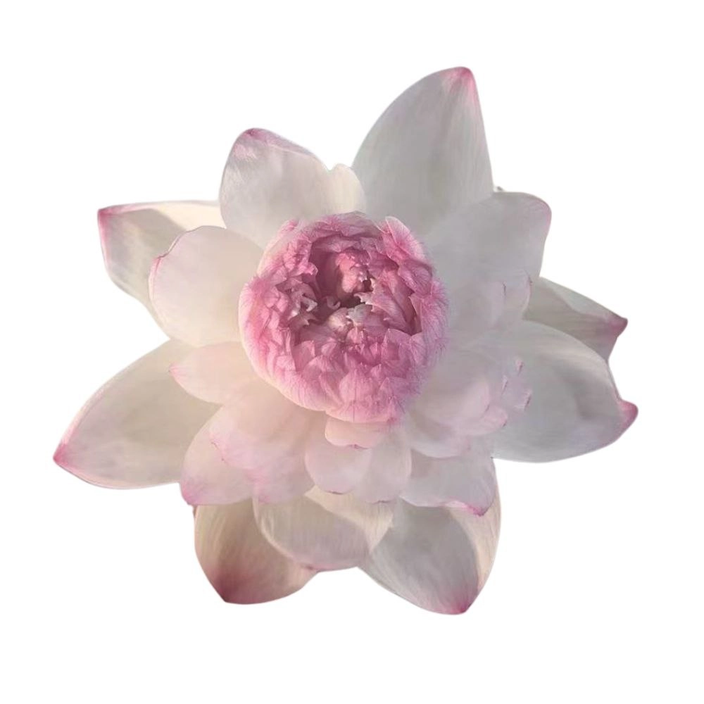 Lotus double nelumbo nucifera