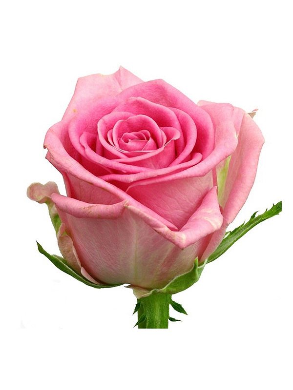 Rose pink love