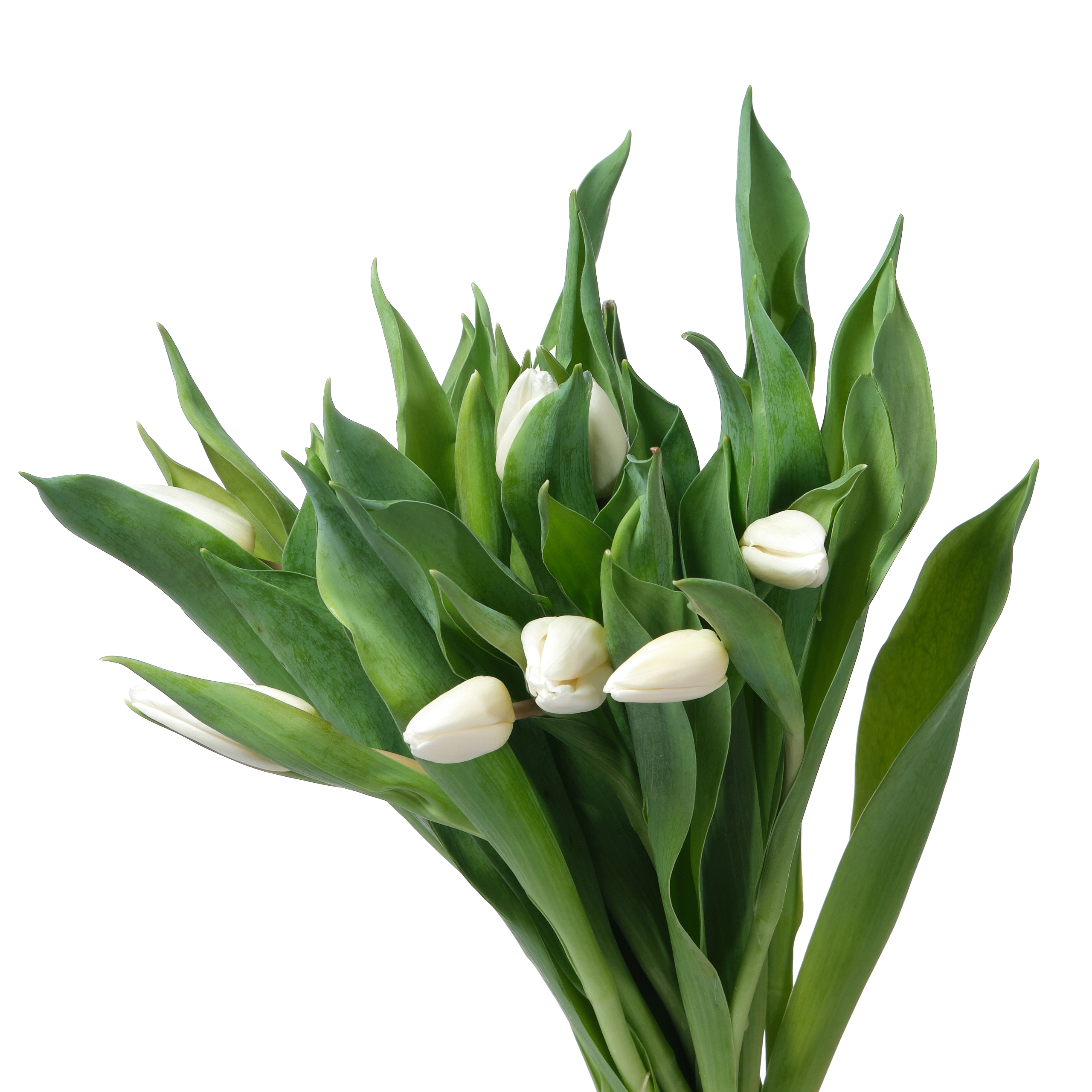 Tulip enkel white prince