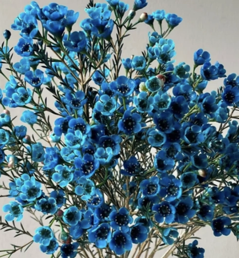 Chamelaucium waxflower tinted blue | Wholesale flowers, plants and supplies Chamelaucium waxflower tinted blue