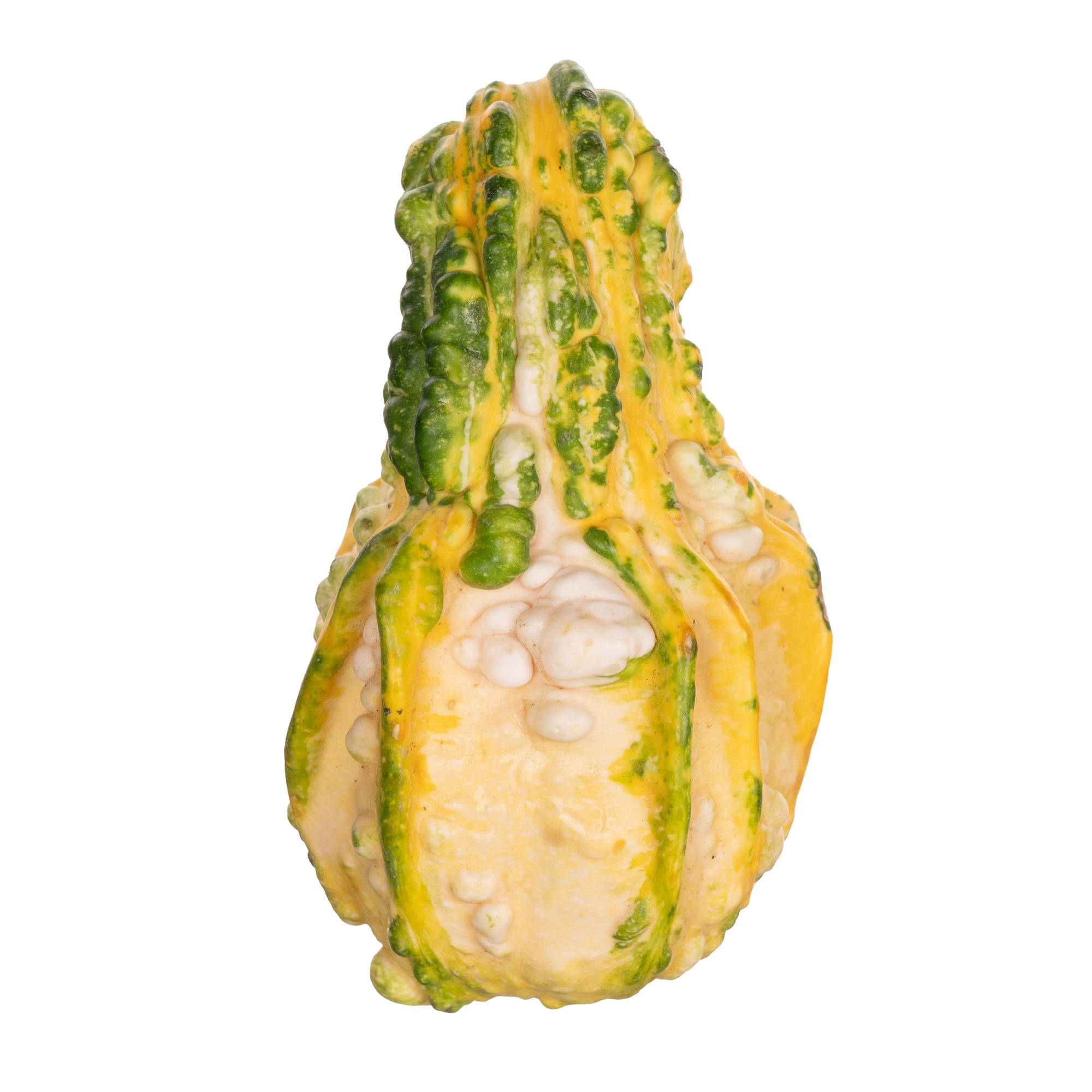 Cucurbita indian