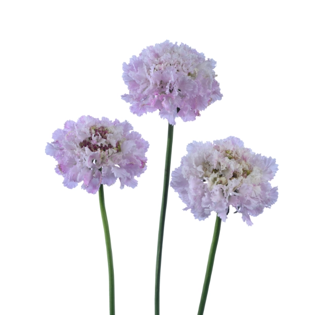 Scabiosa sweetness