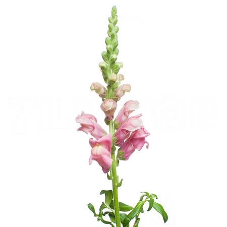 Antirrhinum cool rose