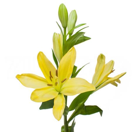 Lilium la-hybrid nashville