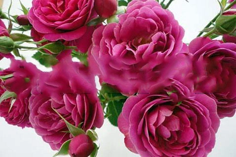 Rose spray purple tambourine