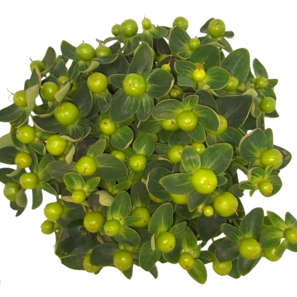 Hypericum magical green