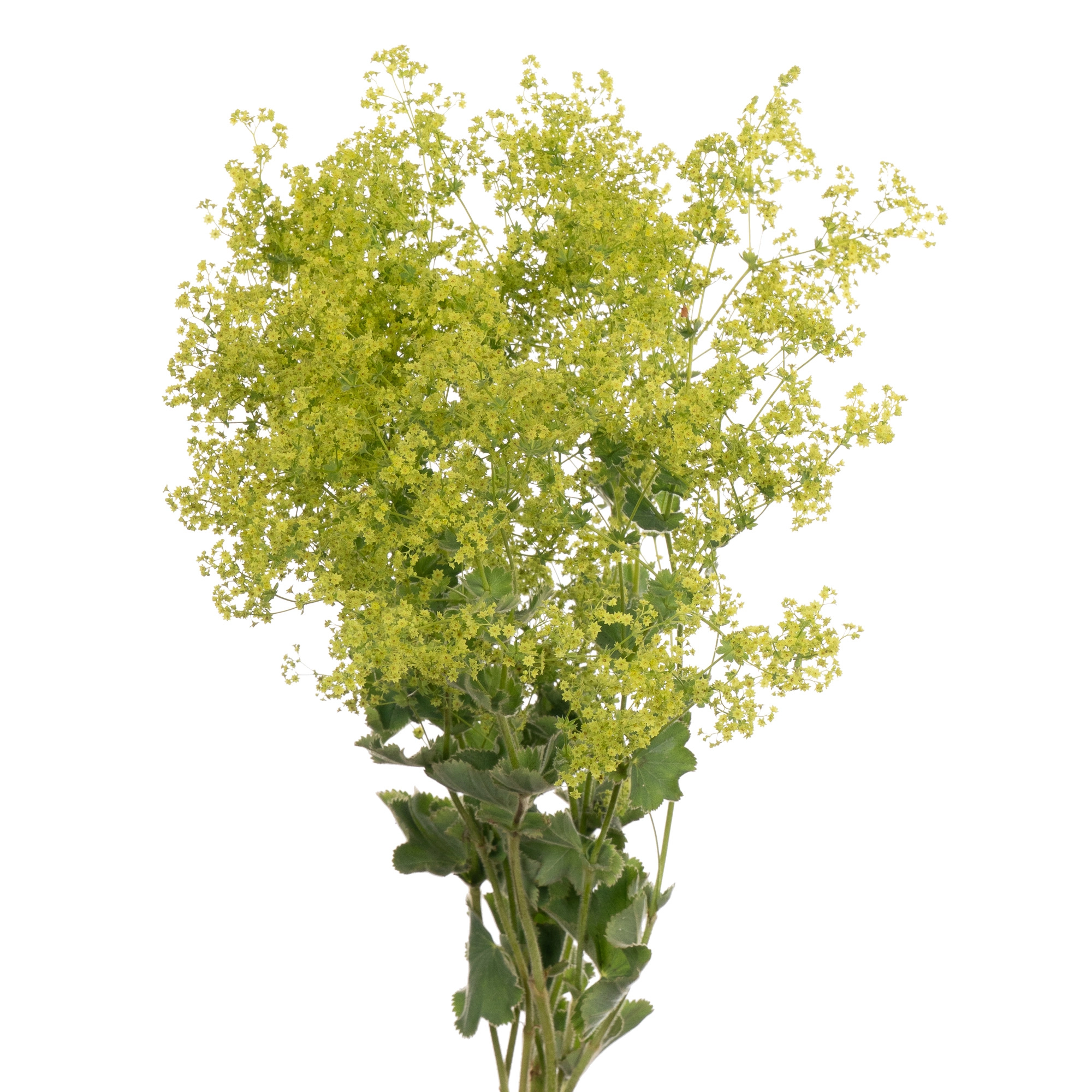 Alchemilla mollis robustica