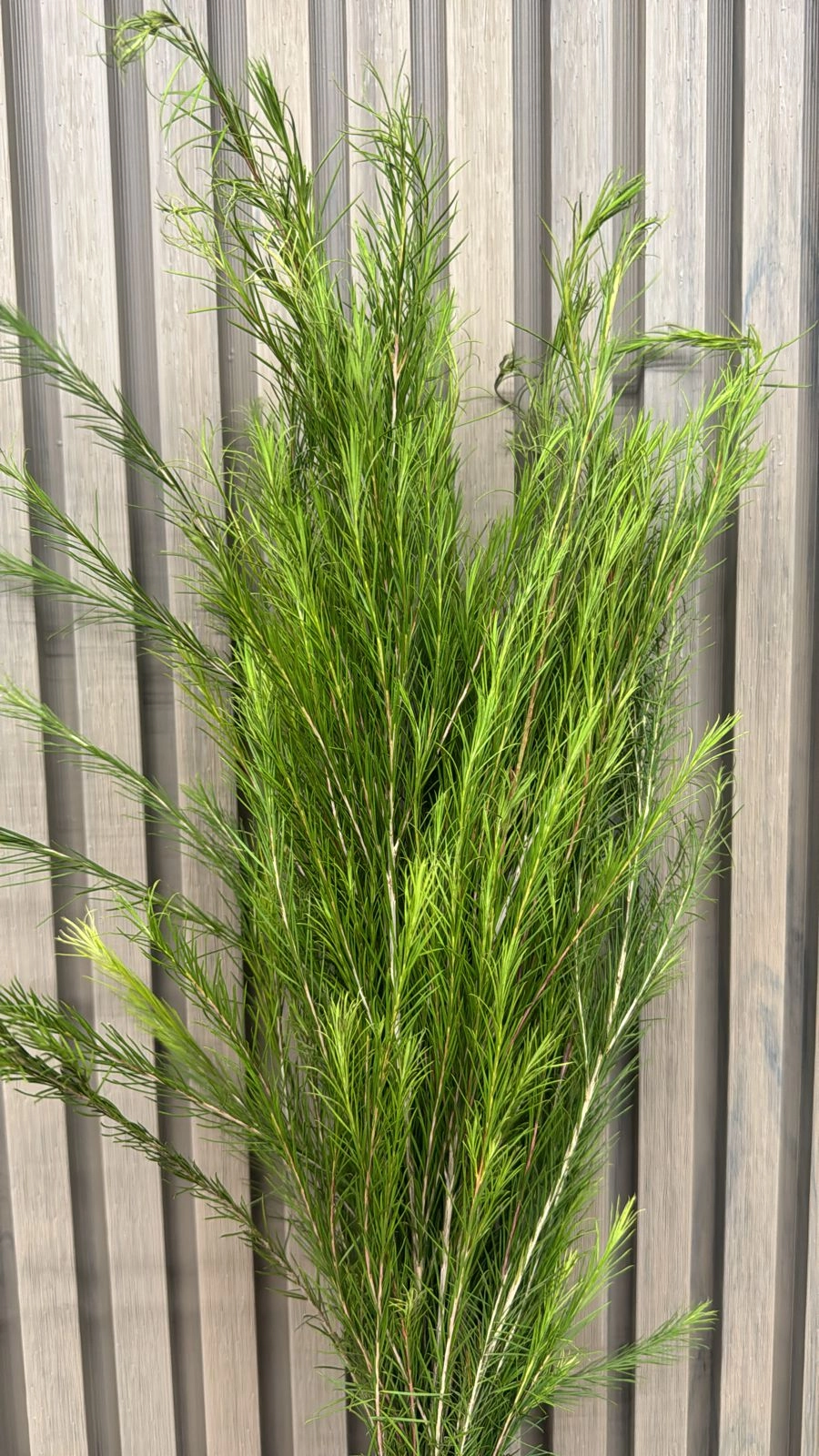 Elymus bottle brush | Wholesale flowers, plants and supplies Elymus bottle brush