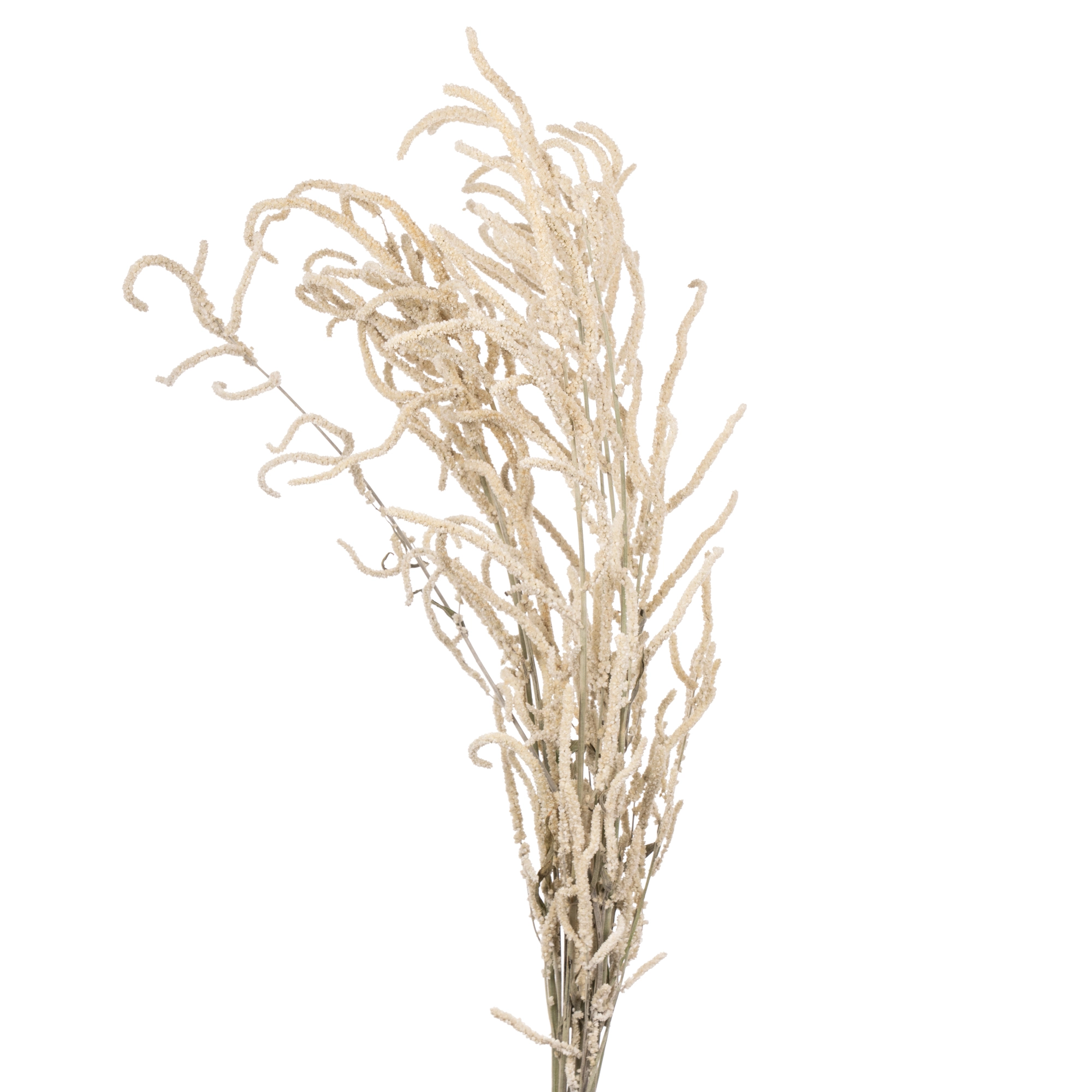 Amaranthus yearming desert | Wholesale flowers, plants and supplies Amaranthus yearming desert