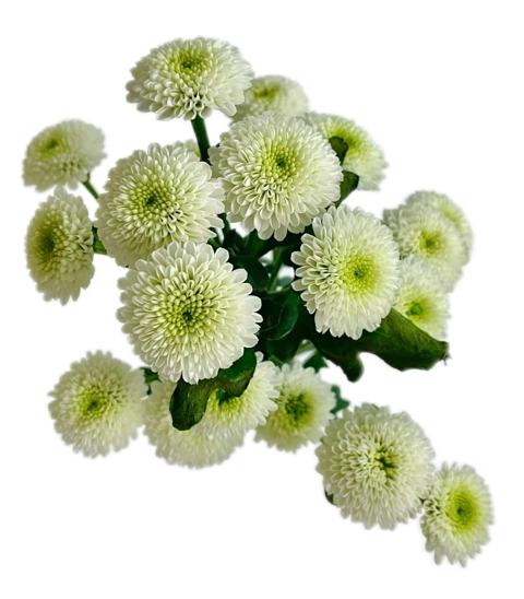 Chrysanthemum santini cloning perfume