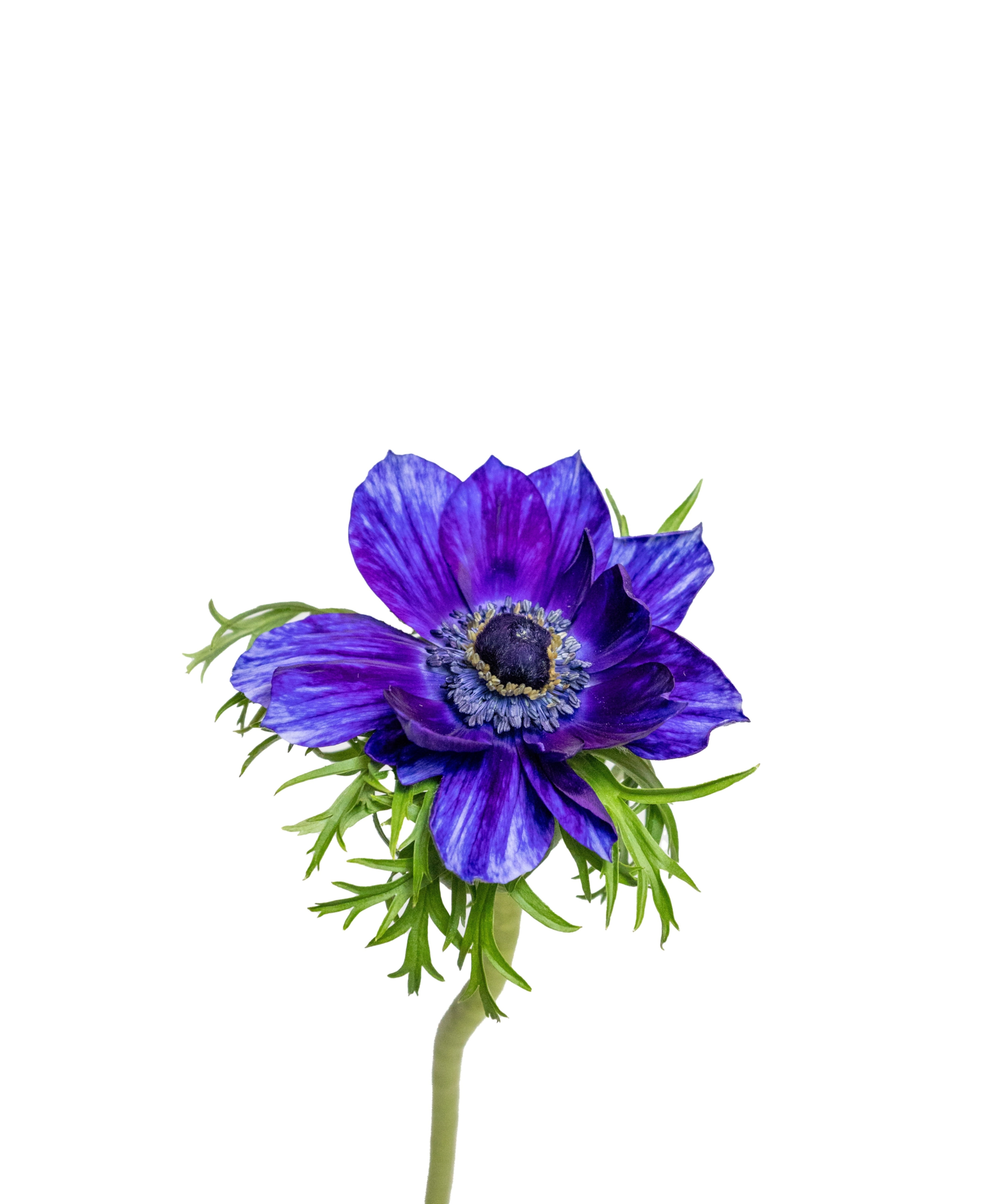 Anemone tigger burgundy