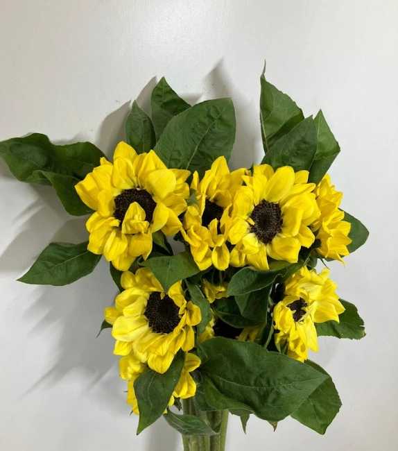 Helianthus vincent pomelo