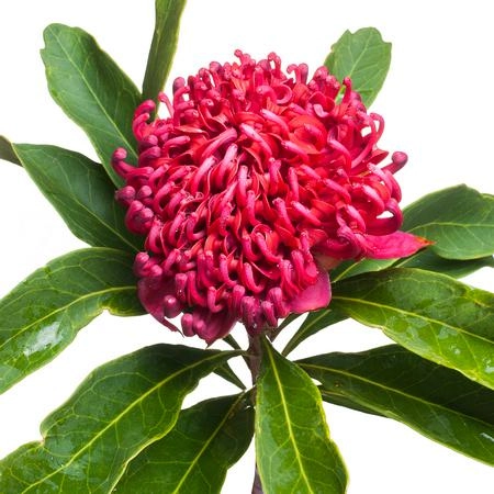 Protea waratah