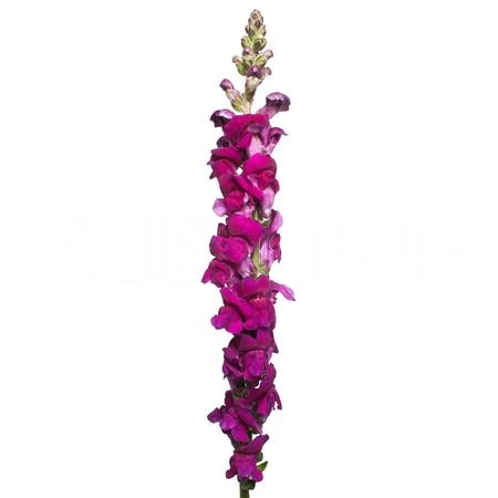 Antirrhinum purple