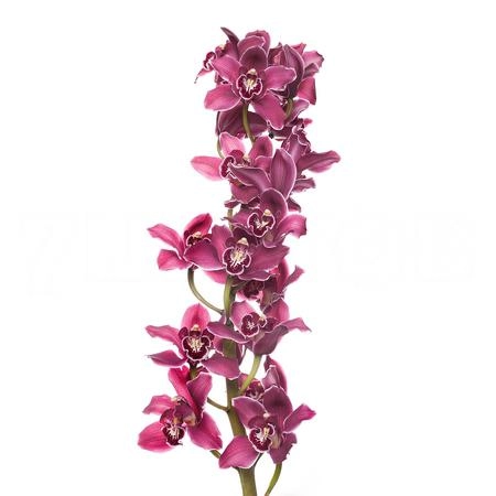 Cymbidium valley of fire