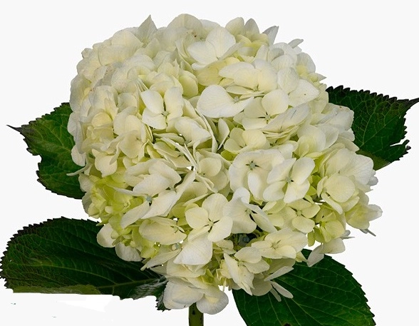 Hydrangea lima