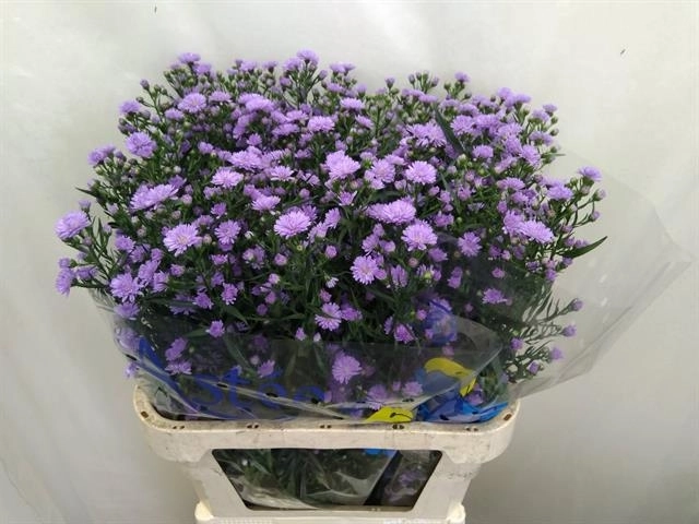 Aster astee pink milka | Wholesale flowers, plants and supplies Aster astee pink milka