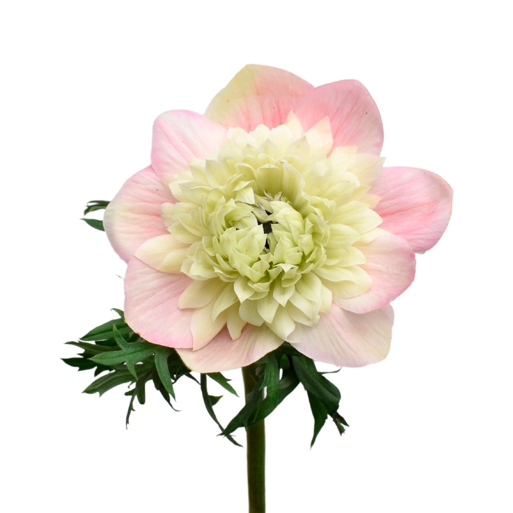 Anemone levante rosa chiaro | Wholesale flowers, plants and supplies Anemone levante rosa chiaro