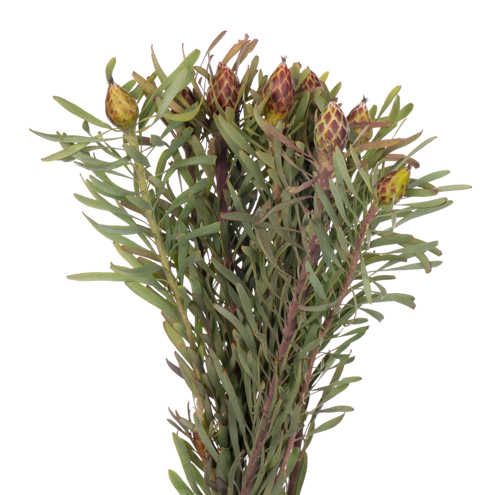 Leucadendron rubrum