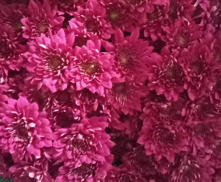 Chrysanthemum spray capriati