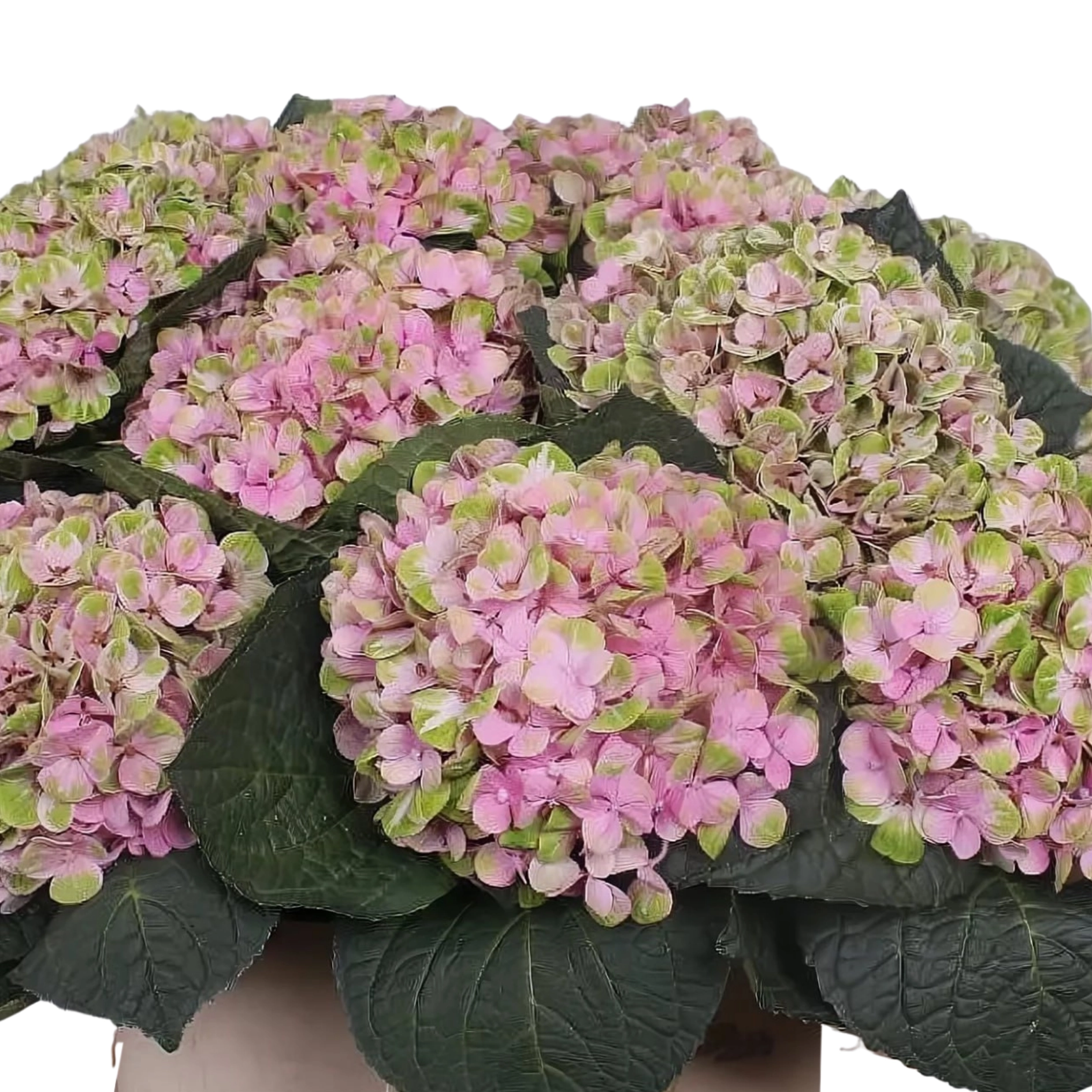 Hydrangea magical coral | Wholesale flowers, plants and supplies Hydrangea magical coral